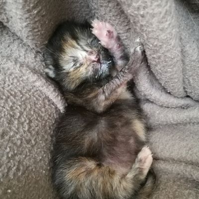 Olga, alias Pitchounette... RESERVEE !!!