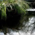 lavoir et reflet