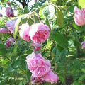 Rosa Centifolia, la 'Rose Chou' appelée Cabbage Rose par les Anglais...