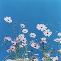 Rinko Kawaushi