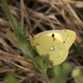 Colias hyale (Le Soufré)