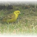 premiers sourires de printemps au jardin...