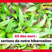 Ail des ours : sortons de notre hibernation - Nexus