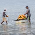 Ile Maurice : La noix de coco