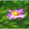 aster-