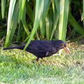 habitants de mon jardin