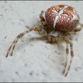 Araneus diadematus