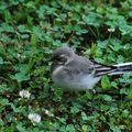 Des oiseaux de mon jardin