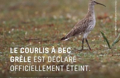 Courlis, c'est fini