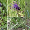 Muscari à toupet (Asparagacées)