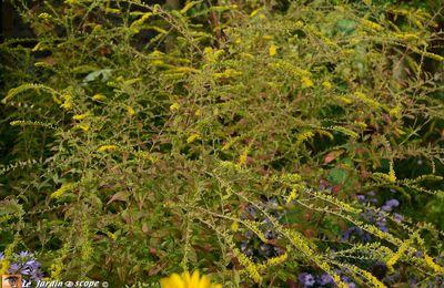 Un feu d'artifice estival d'inflorescences aériennes jaunes...