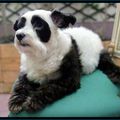 Chien Panda