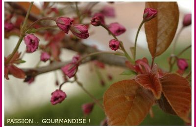 Prunus, griottines et tag