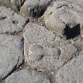 Phallus d'ici et d'ailleurs