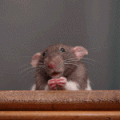 La trappe à souris