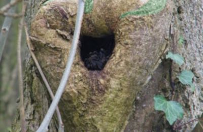 Trou dans un arbre avec un lézard colorisé en