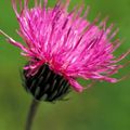 fleurs des Alpes