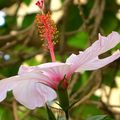 Hibiscus 