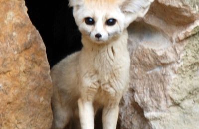 Le fennec est-il un chasseur solitaire?