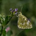 Pontia daplidice ( Marbré de vert )