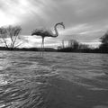 FLAMANT ROSE DANS L'EAU