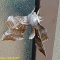 Un grand papillon de nuit attiré par les lampadaires 