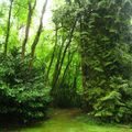 Le parc botanique de la Tour Duguesclin...