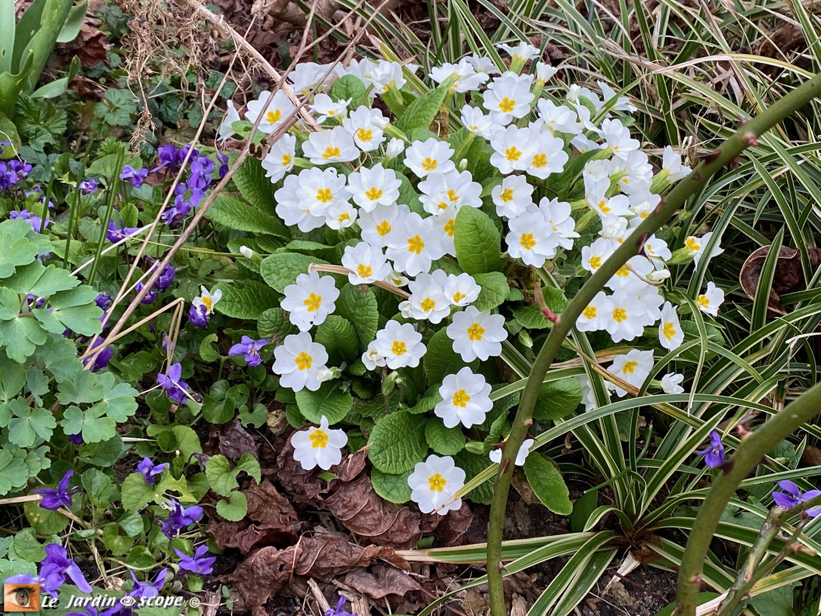 Primevères