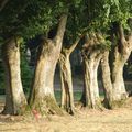 BALADE DANS LE JARDIN DE VERO ET PHIL 