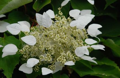 Schizophragma hydrangeoides