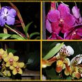  Les Orchidées 