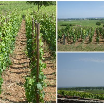 Sur la route des Grands Crus de Bougogne
