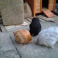 De nouvelles poules