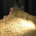 Installation, "Pop Corn", 2007-2008