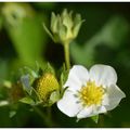 la cage aux fraises