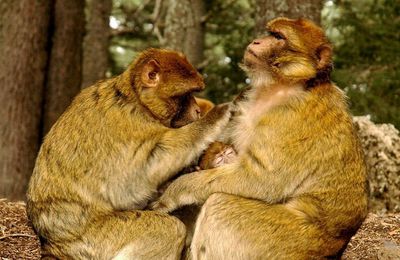 Le bonheur d'être magot (Macaca sylvanus) - Azrou, Maroc (2006)