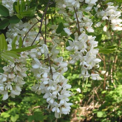 Le robinier faux acacia