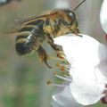 Un ministère contre les abeilles 