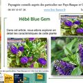 Hébé Blue Gem par Paysagiste Pays Basque et Paysagiste Landes
