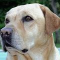 Golden retriever et Labrador : deux chiens bien différents!!