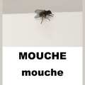 Nos insectes (suite)...