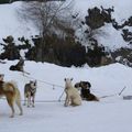 Chiens sans musher