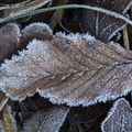 Premières gelées de l' Hiver 