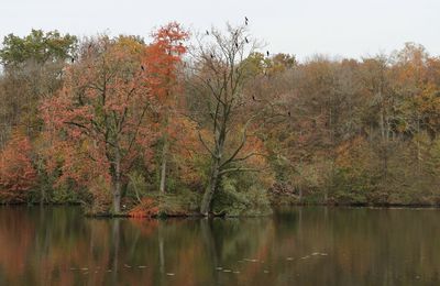 Couleur d'Automne