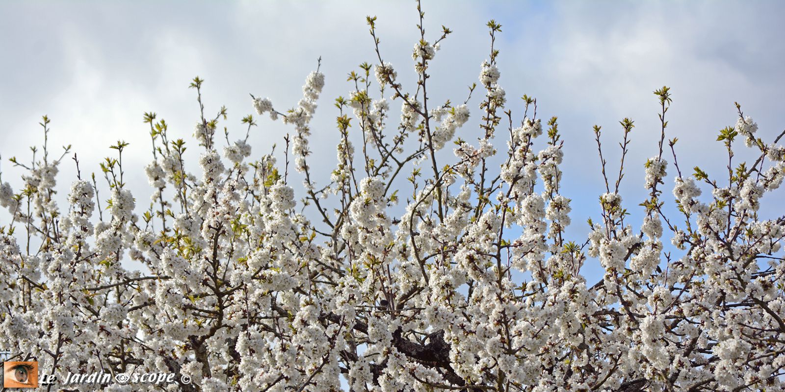 Cerisier en fleurs