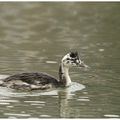 Grèbe huppé : Podiceps cristatus