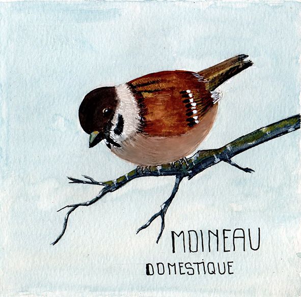 Moineau Friquet
