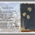 Toile Fleur de Coton