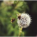 Je butine, tu butines, nous butinons ...La