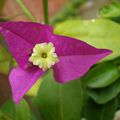 Bougainvilliers